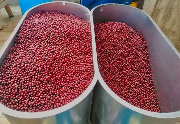 Anaerobic Processing