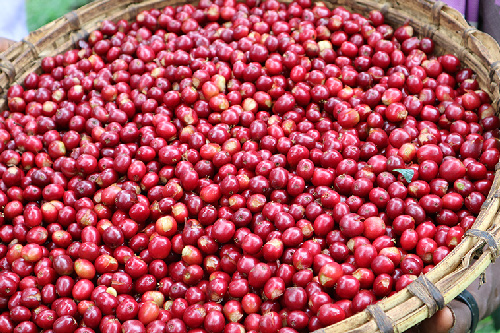 kanya-guji-coffee-cherry