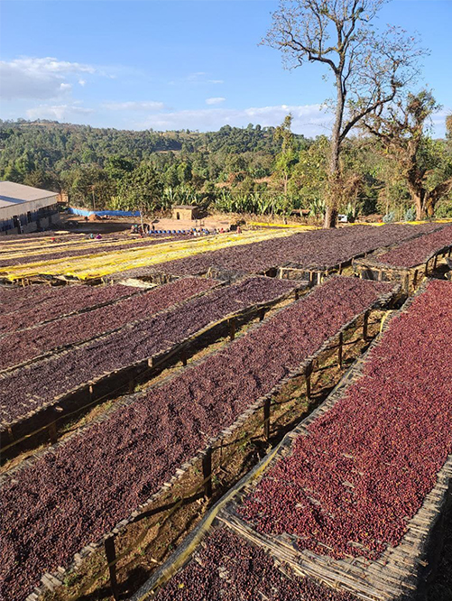 Kanya drying station